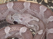 Ghost Bloodred