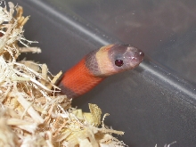 Hypo Apricot Head Shot
