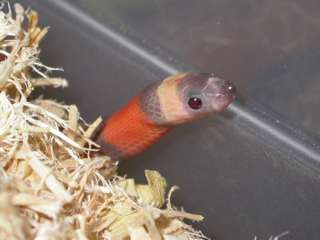Hypo Apricot Head Shot