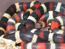 Hypo Apricot Pueblan