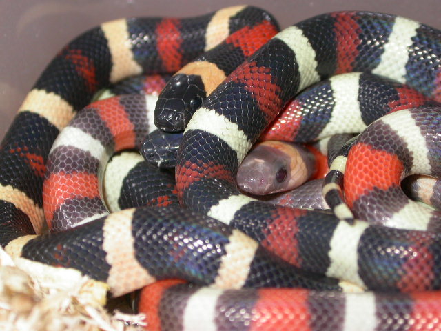 Hypo Apricot Pueblan