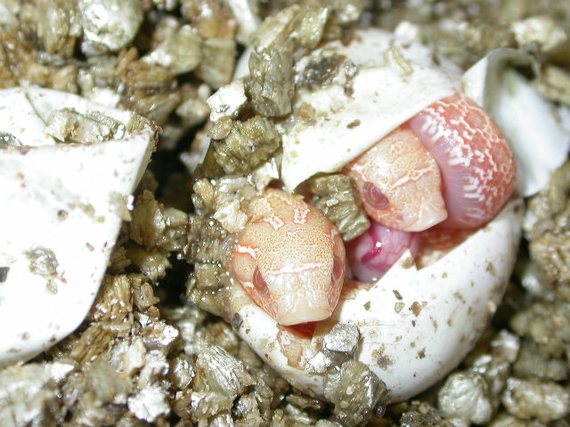 Twin Hoggies