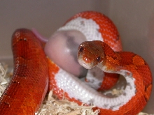 Pied Sided Blood(new)