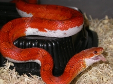 Pied sided adult Feeding