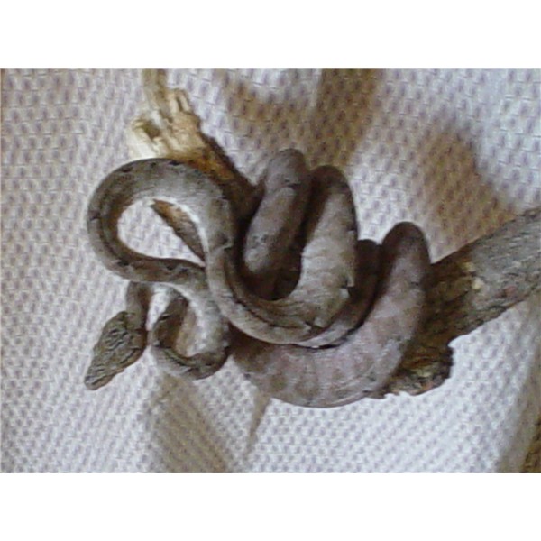 female2