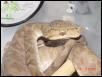 female4