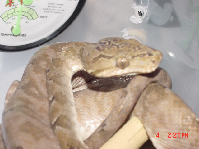 female4