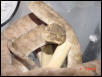 female6