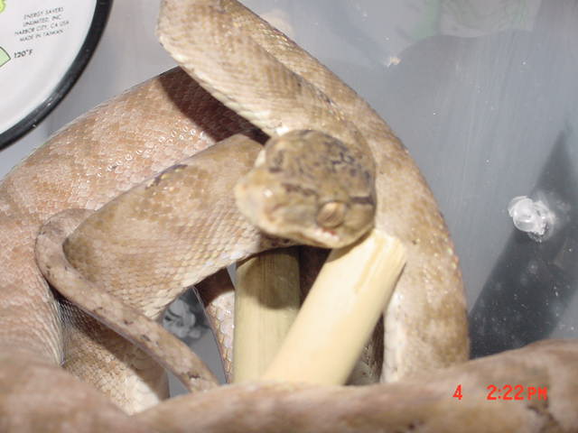 female6
