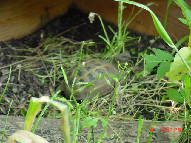 turtle2