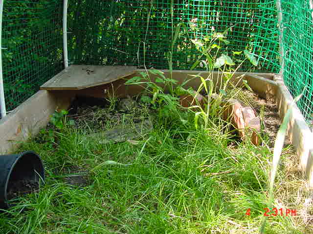 turtle3