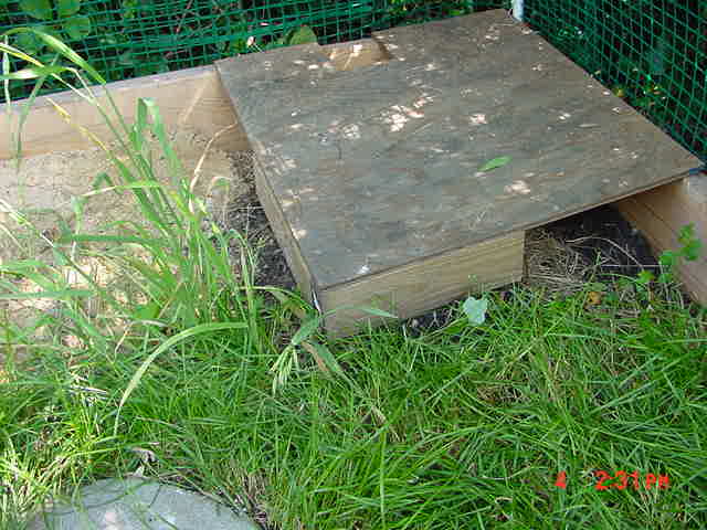 turtle4