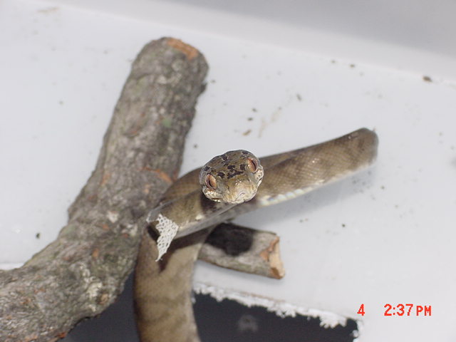 male1