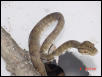 male2