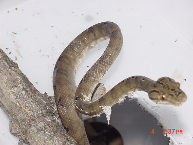 male2