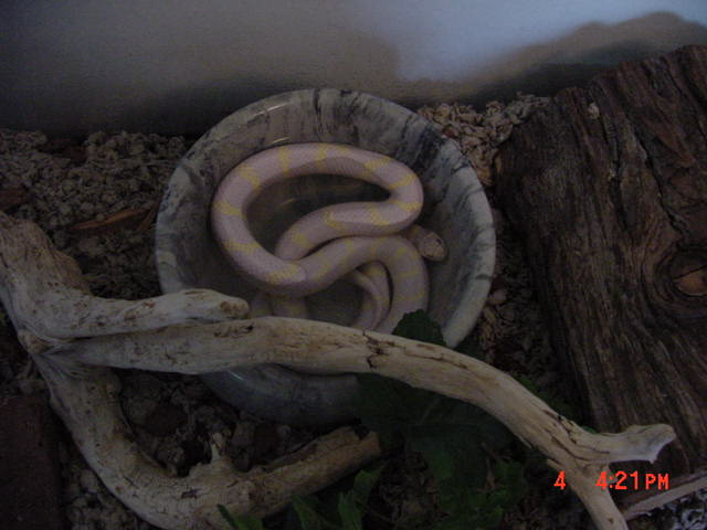 nosebone1