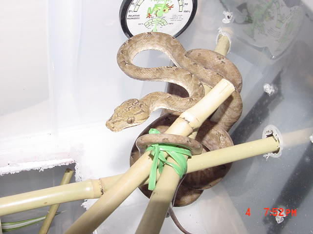 female7