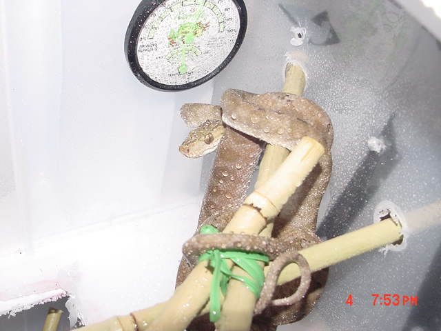 female8