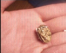 chameleon egg