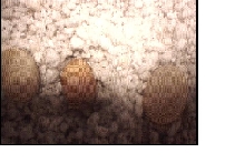 chameleon egg