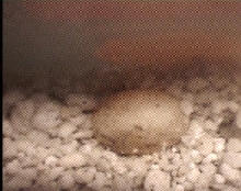 chameleon egg