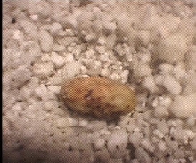 chameleon egg