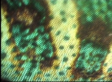 Chameleon Skin