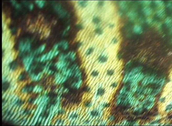 Chameleon Skin