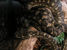 female coastal