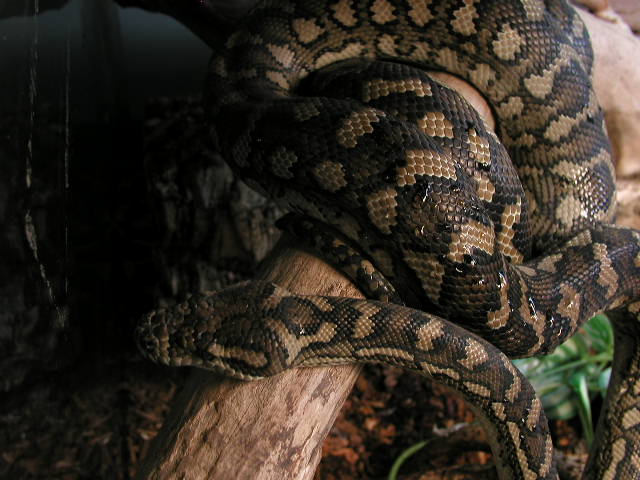 female coastal