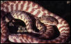 banded treesnake