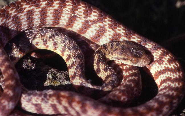 banded treesnake