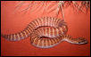adder