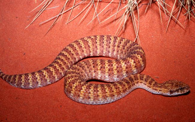 adder