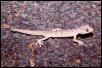 cilliaris
