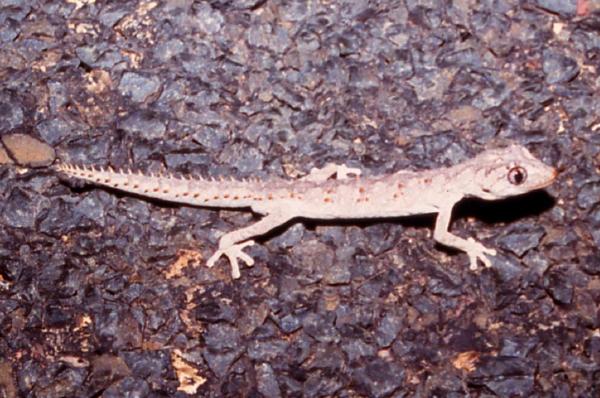 cilliaris
