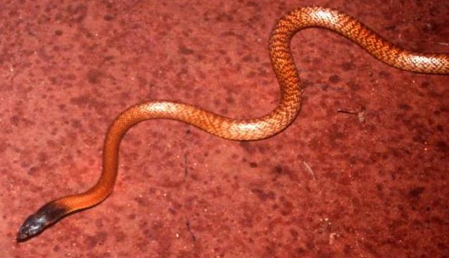 Western Brown