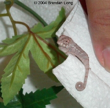 Baby Ambanja