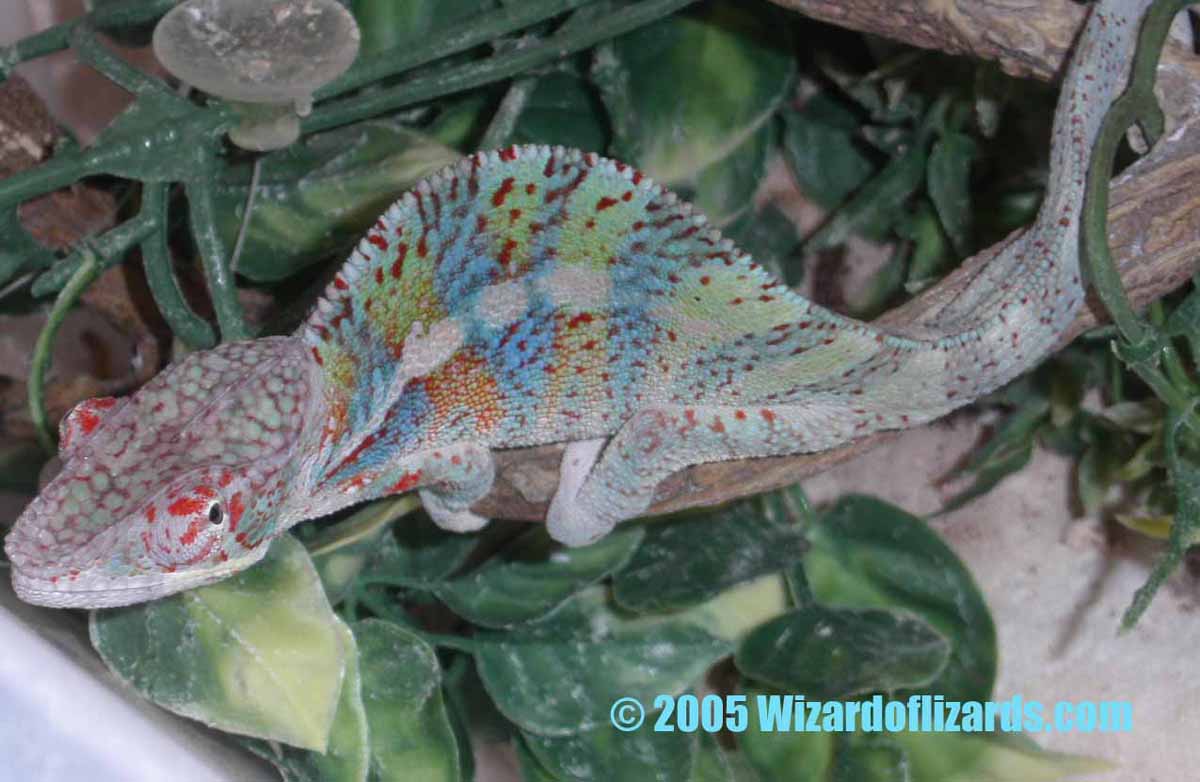 Sky-blue barred Ambanja youngster