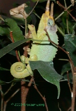 Merumontanus Male
