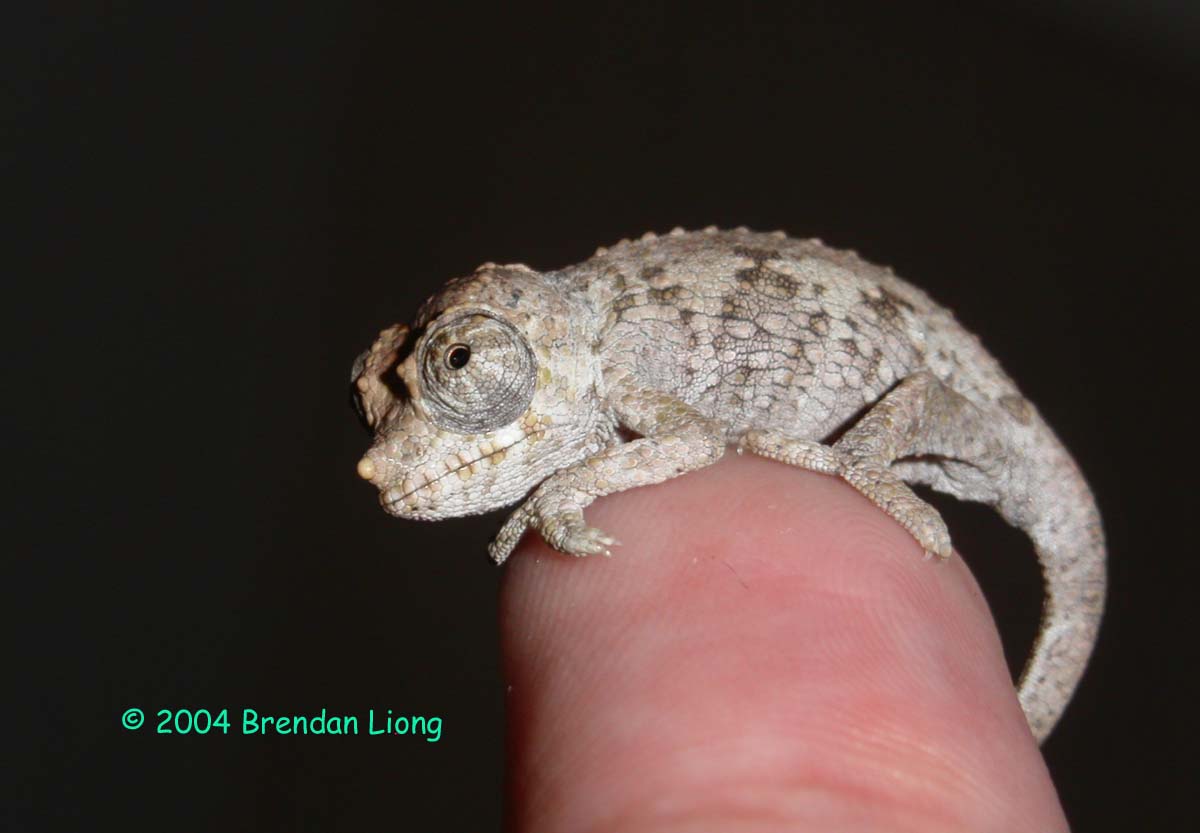 Merumontanus Baby!