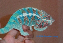 Whats shade of Blue?
