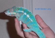 Mating colors