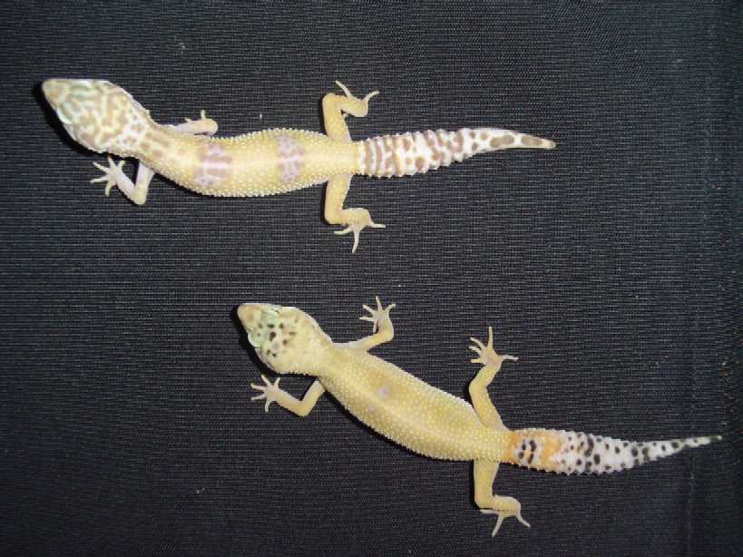 Storm and Skippy