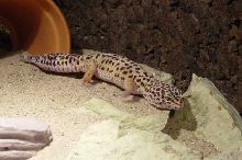 Fatty