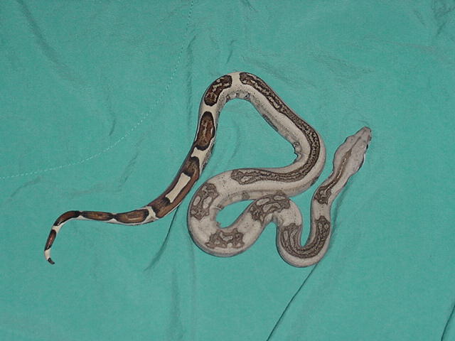 Striped baby #9