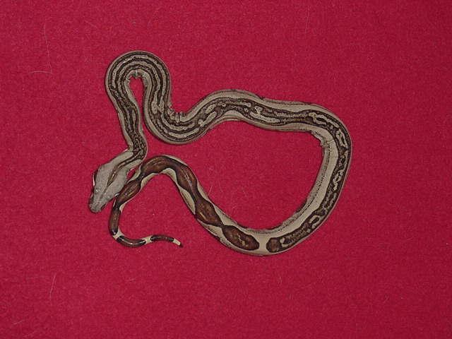 Striped redtail baby
