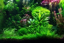Office Aquascape