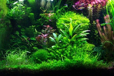 Office Aquascape