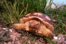 sleepy head